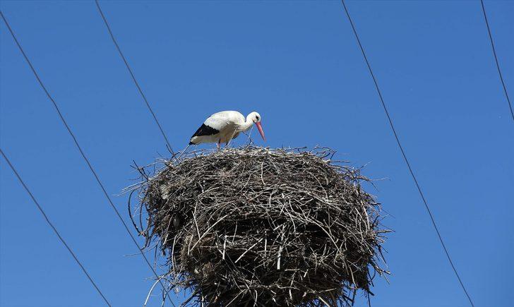 Muş Ovası, baharın gelmesiyle göç eden leylekleri ağırlamaya başladı G2