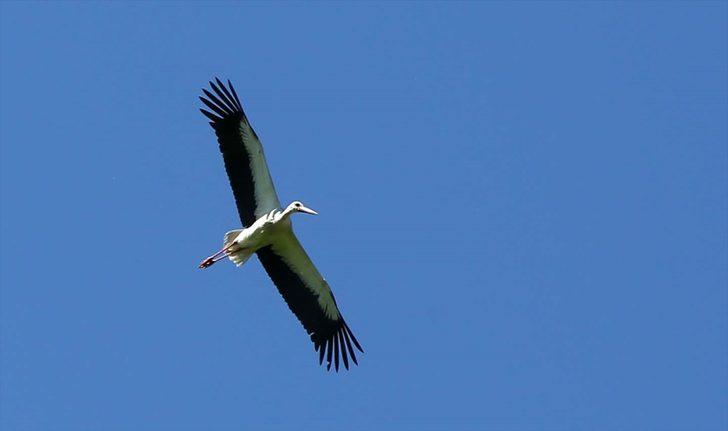 Muş Ovası, baharın gelmesiyle göç eden leylekleri ağırlamaya başladı G4