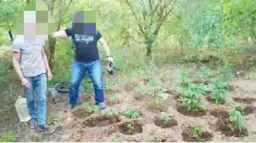 Başkasının bahçesine ektiği Hint kenevirlerini sularken yakalandı