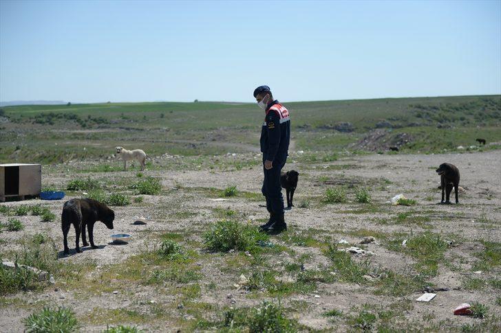 Eskişehir'de jandarma ekipleri bayram süresince sokak hayvanlarına 5 ton mama dağıttı G1
