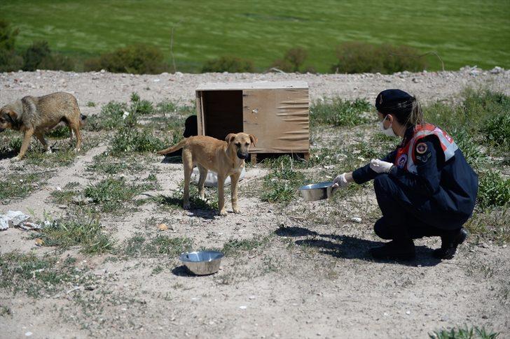 Eskişehir'de jandarma ekipleri bayram süresince sokak hayvanlarına 5 ton mama dağıttı G2