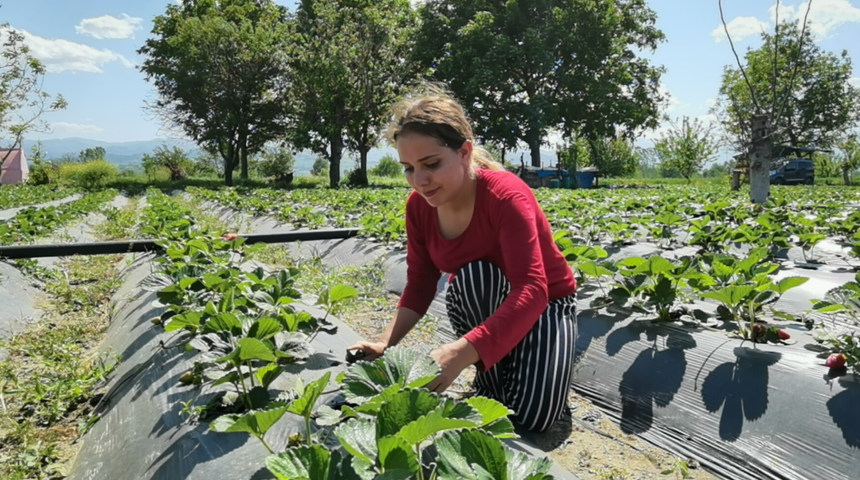 'Kırmızı elmas' hasadı başladı; 4 ülkeye ihraç edilecek