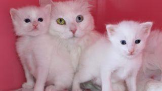 Ünü ülke sınırını aştı! 24 Van kedisi, 70'e yakın yavru doğurdu