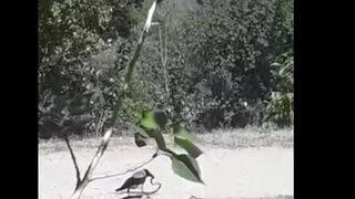 Yer: Erzurum! Karga yılanı böyle avladı