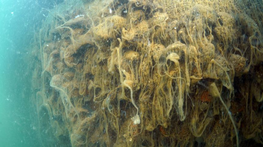 Bu görüntü Marmara'dan: Su altını da sardı! Korkutan manzara