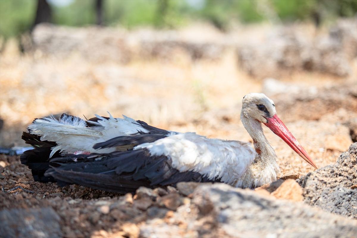 Hatay'da yaralı bulunan leylek tedaviye alındı