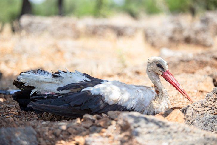 Hatay'da yaralı bulunan leylek tedaviye alındı G1