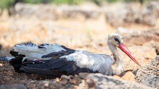 Hatay'da yaralı bulunan leylek tedaviye alındı