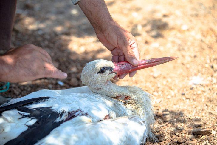Hatay'da yaralı bulunan leylek tedaviye alındı G2