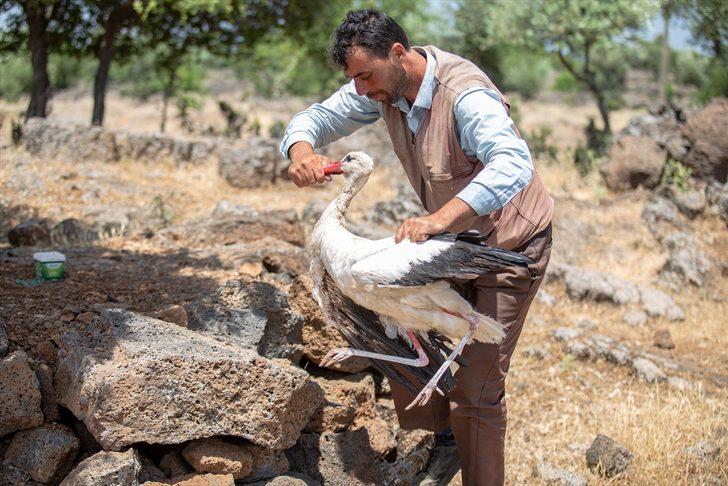 Hatay'da yaralı bulunan leylek tedaviye alındı G3