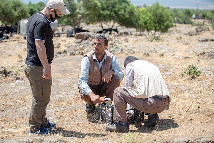 Hatay'da yaralı bulunan leylek tedaviye alındı G4