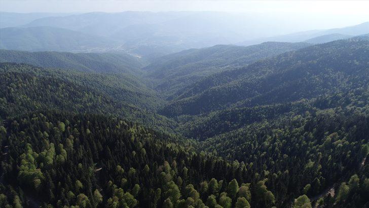 Batı Karadeniz yaylaları "tam kapanma" sonrası ziyaretçilerini bekliyor G2