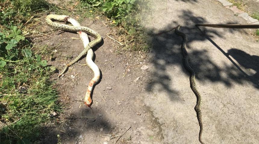 Havalar ısınınca ortaya çıktı! Karabük'te tedirgin eden olay