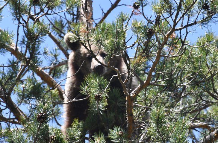 Kars'ta, bozayının ağacın tepesinde beslendiği anlar kameraya yansıdı G1
