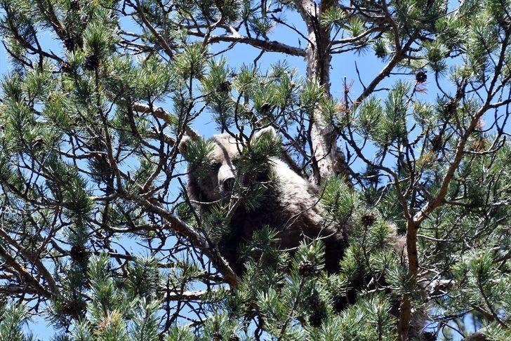 Kars'ta, bozayının ağacın tepesinde beslendiği anlar kameraya yansıdı G2