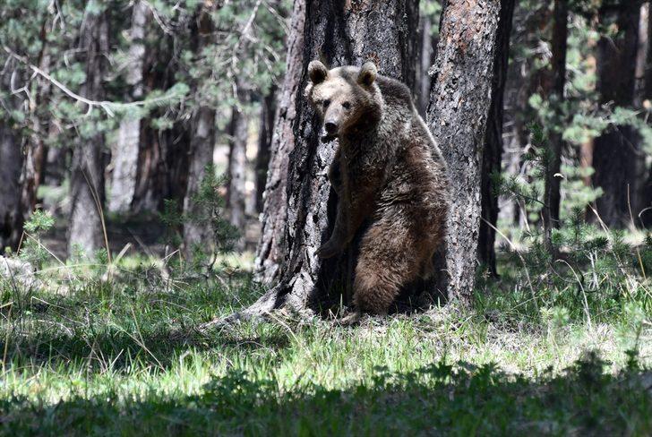 Kars'ta, bozayının ağacın tepesinde beslendiği anlar kameraya yansıdı G3
