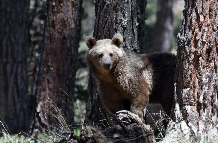 Kars'ta, bozayının ağacın tepesinde beslendiği anlar kameraya yansıdı G4