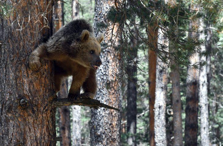 Kars'ta, bozayının ağacın tepesinde beslendiği anlar kameraya yansıdı G5