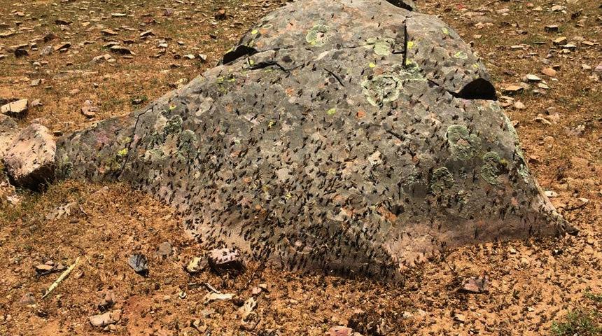 Gaziantep'te endişelendiren manzara! Yüzlerce dönüm araziyi istila ettiler