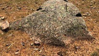 Gaziantep'te endişelendiren manzara! Yüzlerce dönüm araziyi istila ettiler