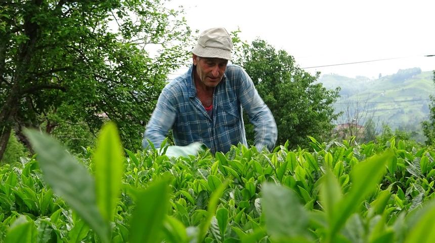 2021 yaş çay sezonu başladı!
