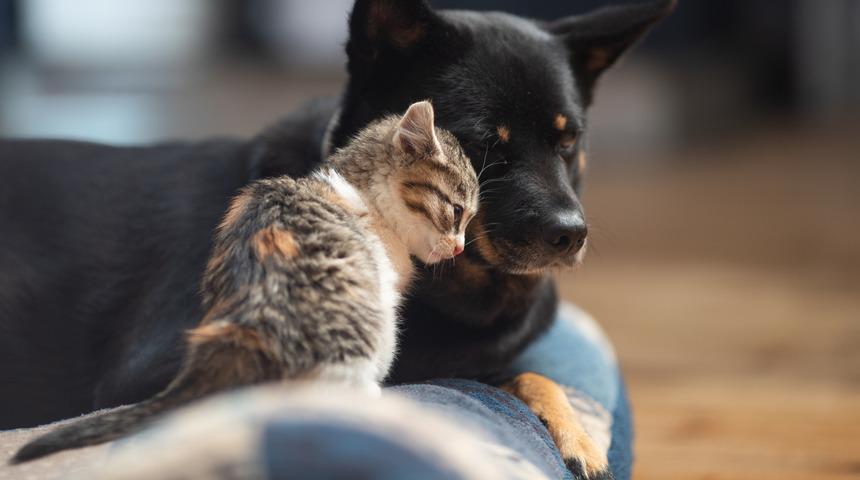 Hayvanlarda 'ayrılık anksiyetesi' başladı!