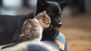 Hayvanlarda 'ayrılık anksiyetesi' başladı!