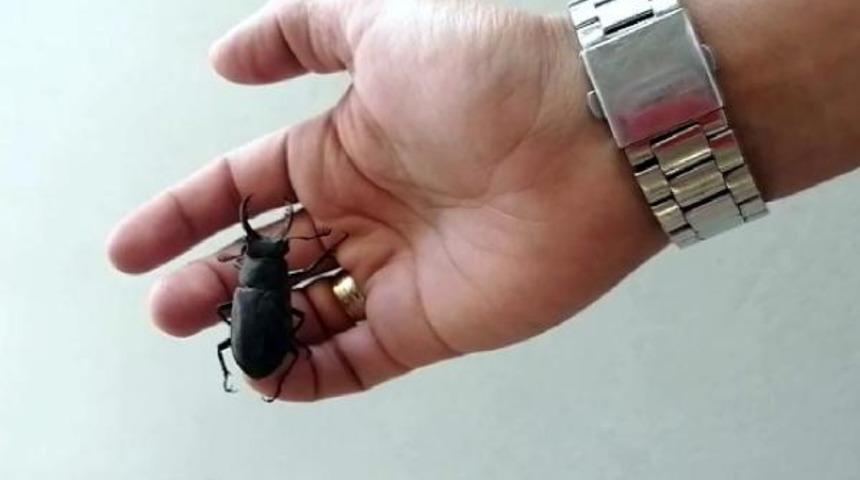 Kadınların gebe kalmasını sağladığına inanılıyor! Nesli tükenme tehlikesi altında, Bodrum'da görüldü