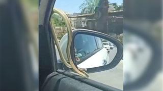 Şaşkınlık yaratan görüntü! Yolculuk sırasında araçta yılan paniği yaşandı