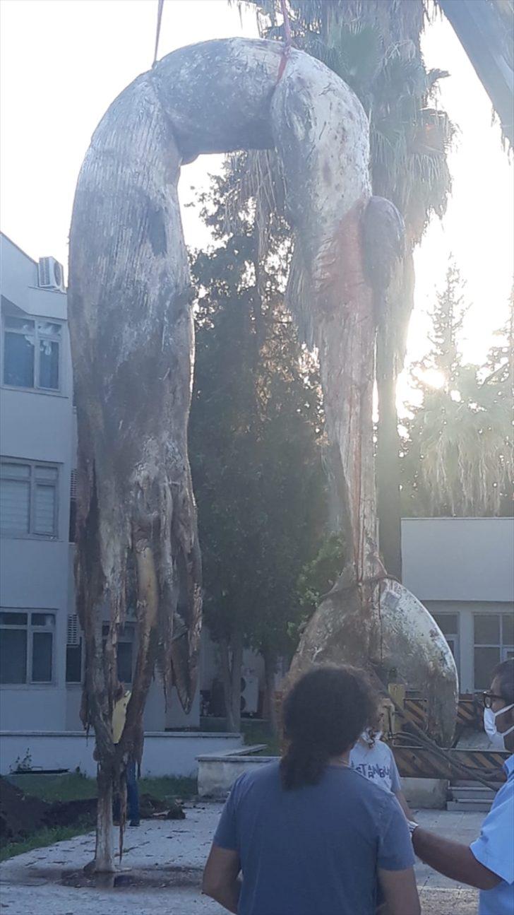 Mersin sahiline vuran balinanın nekropsi işlemleri tamamlandı G1