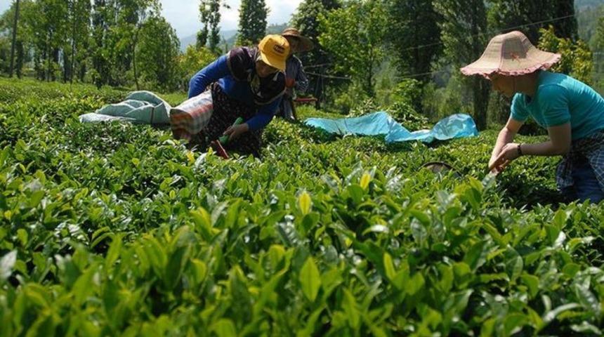 Çaykur, temmuz ayı yaş çay bedeli ödemelerine başladı