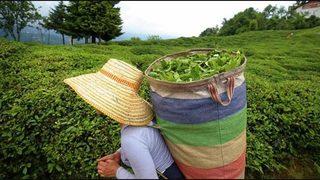 ÇAYKUR'dan kota açıklaması