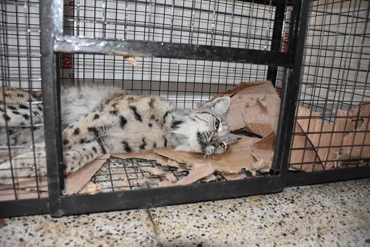 Hakkari'de yaralı bulunan vaşak tedaviye alındı G1