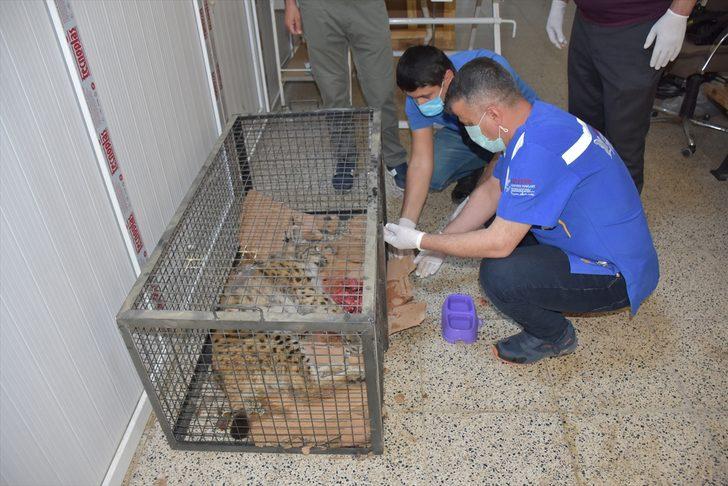 Hakkari'de yaralı bulunan vaşak tedaviye alındı G2