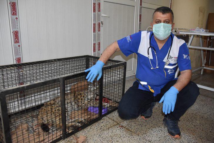 Hakkari'de yaralı bulunan vaşak tedaviye alındı G3