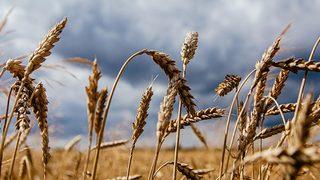 Toprak Mahsulleri Ofisi, 2021 hububat ve bakliyat alım detaylarını belirledi