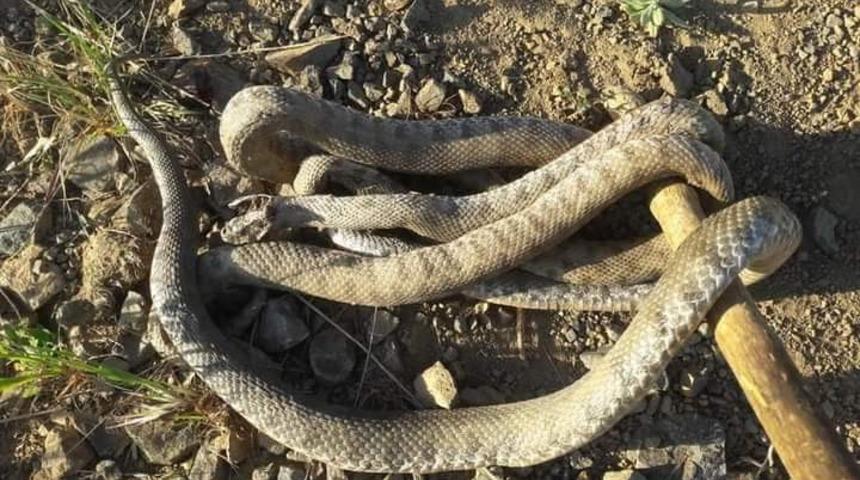 Havalar ısındı, yılanlar ortaya çıktı! Vatandaş tedirgin