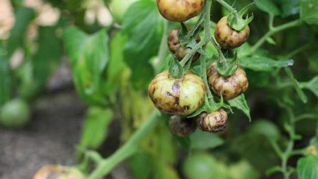 Türkiye'de 'İsrail virüsü' kabusu: Domatesin koronası