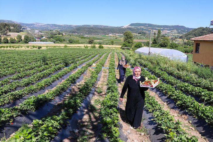 Büyük bir bölümü ihraç edilen Yayladağı çileğinde hasat devam ediyor G1