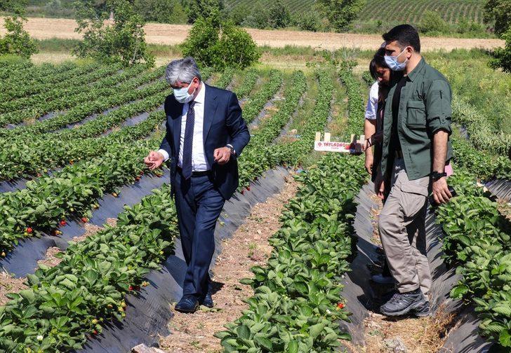 Büyük bir bölümü ihraç edilen Yayladağı çileğinde hasat devam ediyor G2