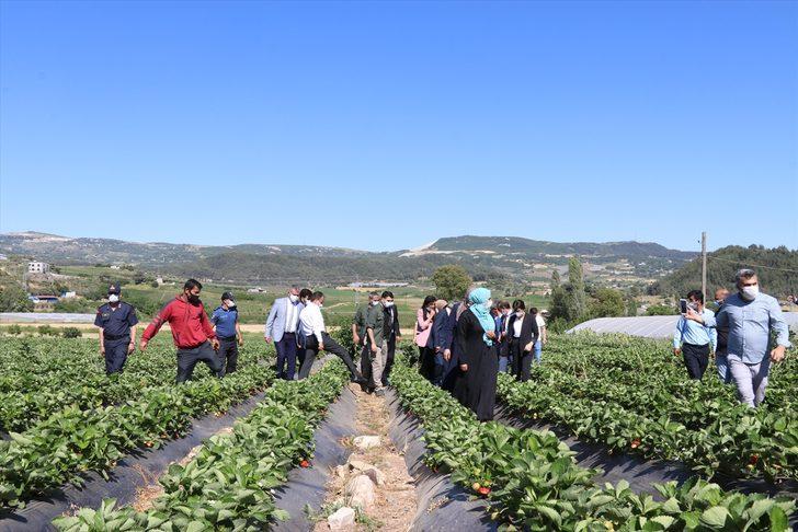 Büyük bir bölümü ihraç edilen Yayladağı çileğinde hasat devam ediyor G3