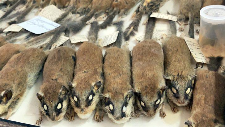 Trakya Üniversitesi Doğa ve Tarih Müzesi bu yıl kapılarını açacak G1