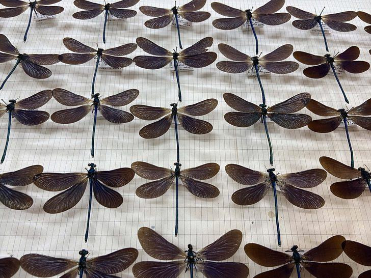 Trakya Üniversitesi Doğa ve Tarih Müzesi bu yıl kapılarını açacak G4