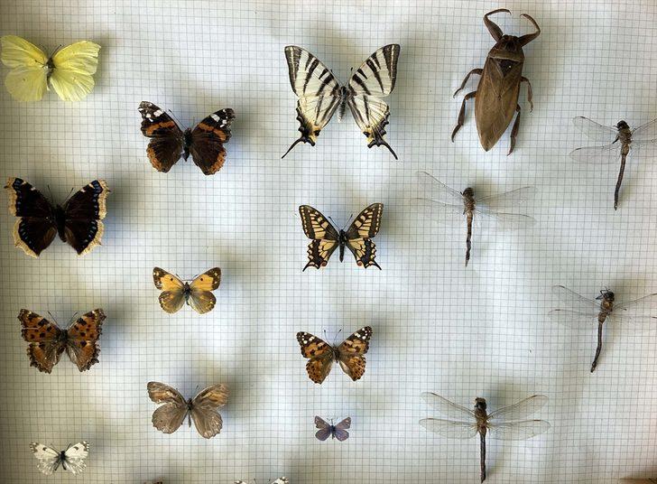 Trakya Üniversitesi Doğa ve Tarih Müzesi bu yıl kapılarını açacak G5
