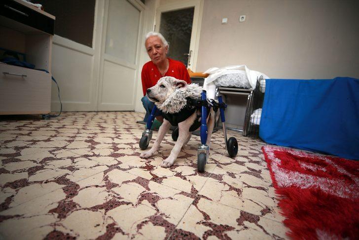 Sokakta bulduğu felçli köpeğe "bebek" gibi bakarak hayata bağladı G1