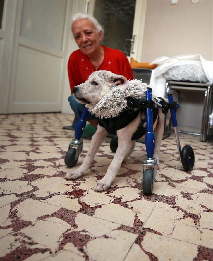 Sokakta bulduğu felçli köpeğe "bebek" gibi bakarak hayata bağladı G2