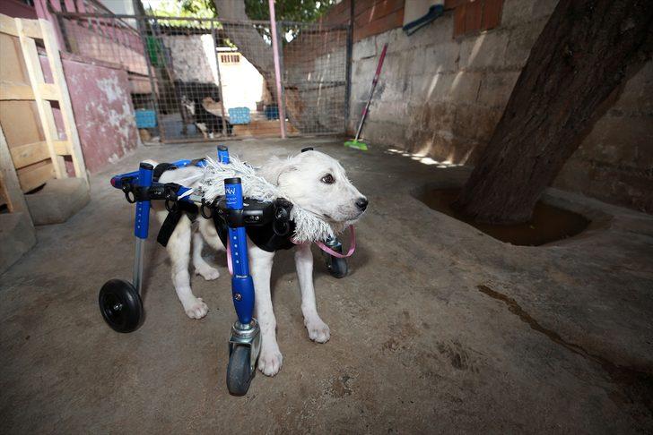 Sokakta bulduğu felçli köpeğe "bebek" gibi bakarak hayata bağladı G3