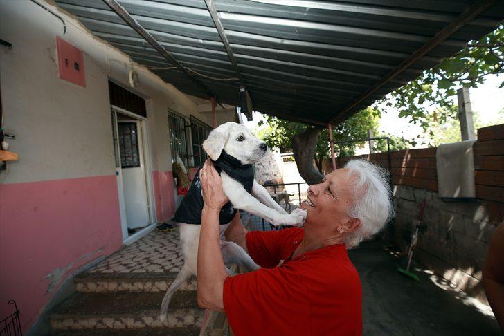 Sokakta bulduğu felçli köpeğe "bebek" gibi bakarak hayata bağladı G4