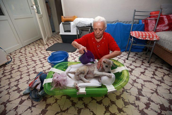 Sokakta bulduğu felçli köpeğe "bebek" gibi bakarak hayata bağladı G5