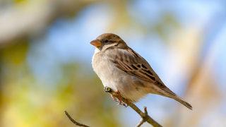 Dünya genelinde kaç serçe yaşıyor?